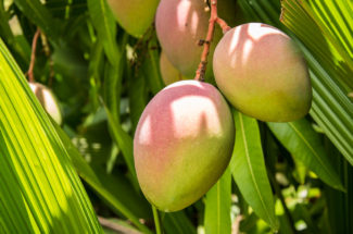 Thumbnail for the post titled: Fruit From Under a Mango Tree